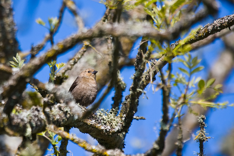 Lazuli Bunting